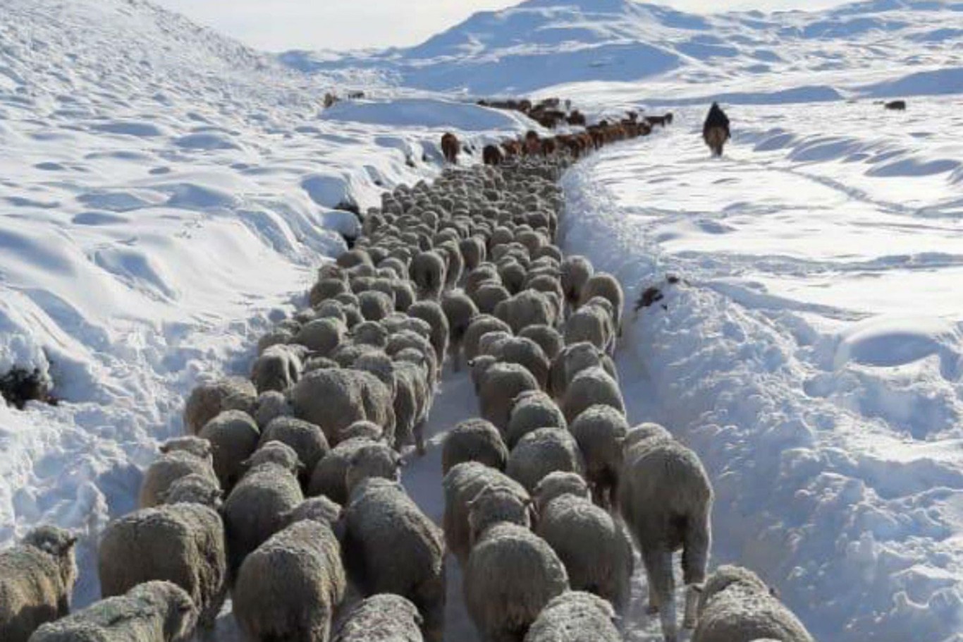 Enrique Jamieson: "productores que me dijeron que si pierden 3000 animales, no se recuperan más"